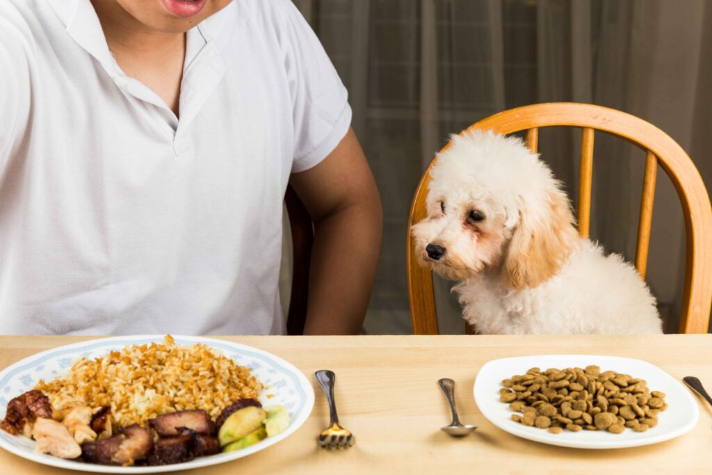 7 Effective Dog Diets (Bland Diet for Dogs & More)