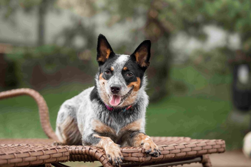 Australian Cattle Dog