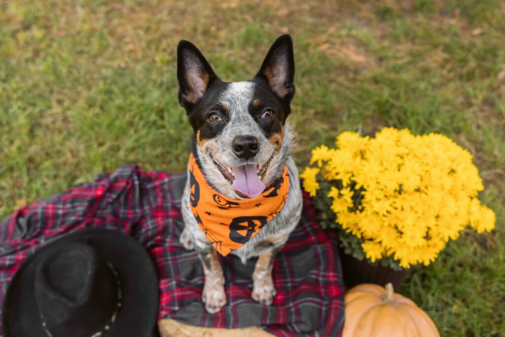 Best Diet for Healthy Australian Cattle Dog