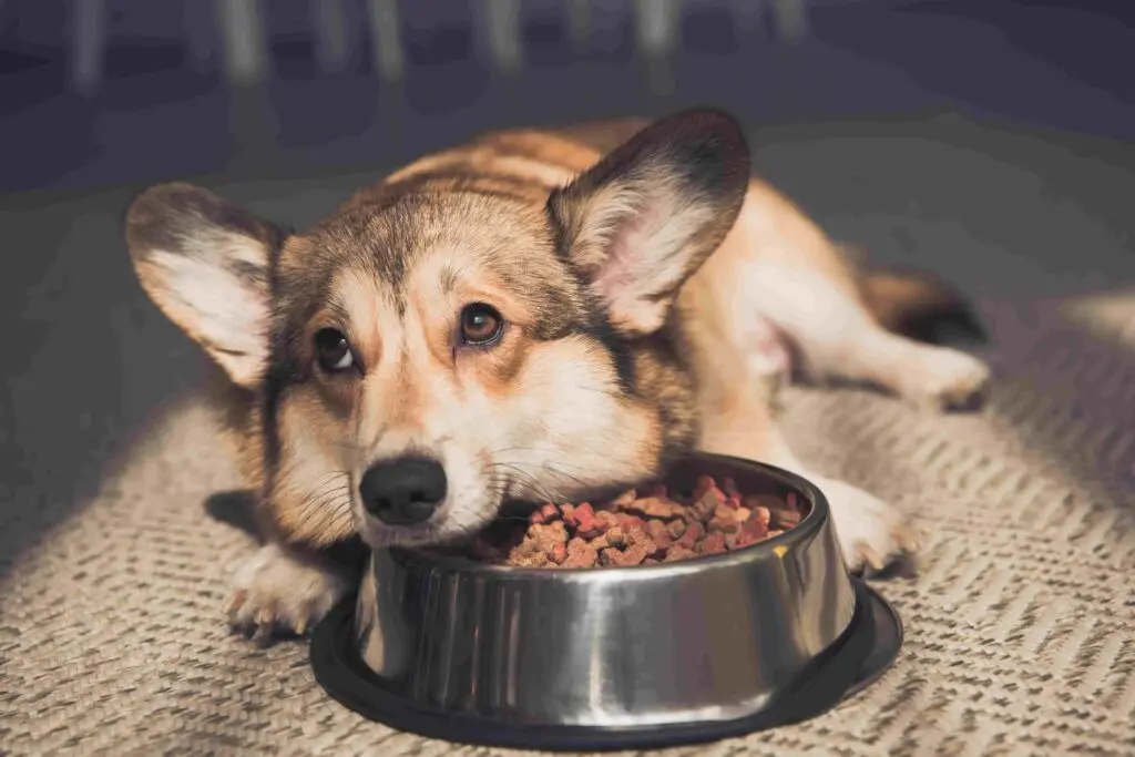 Best Grain Free Dog Food for Allergies and Yeast
