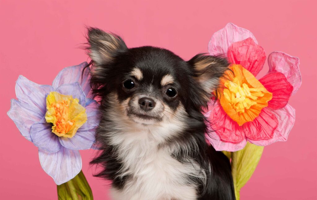 Essential Care Tips for Long Haired Chihuahuas