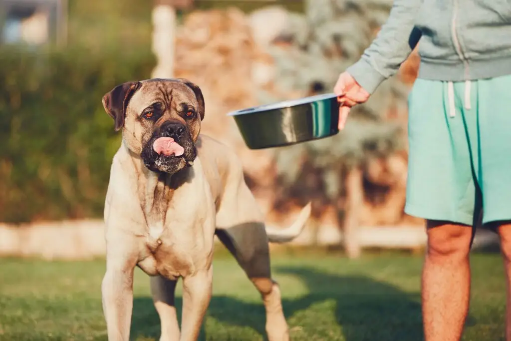 The-Ultimate-Guide-to-Choosing-the-Best-Large-Breed-Dog-Food