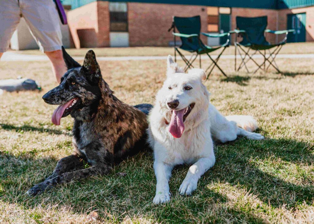 white or black German shepherd