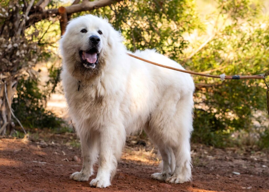 Great Pyrenees – The Big White Fluffy Hero