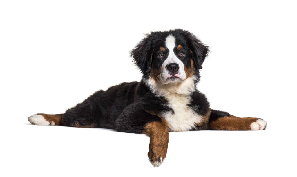Mini Bernese Mountain Dog