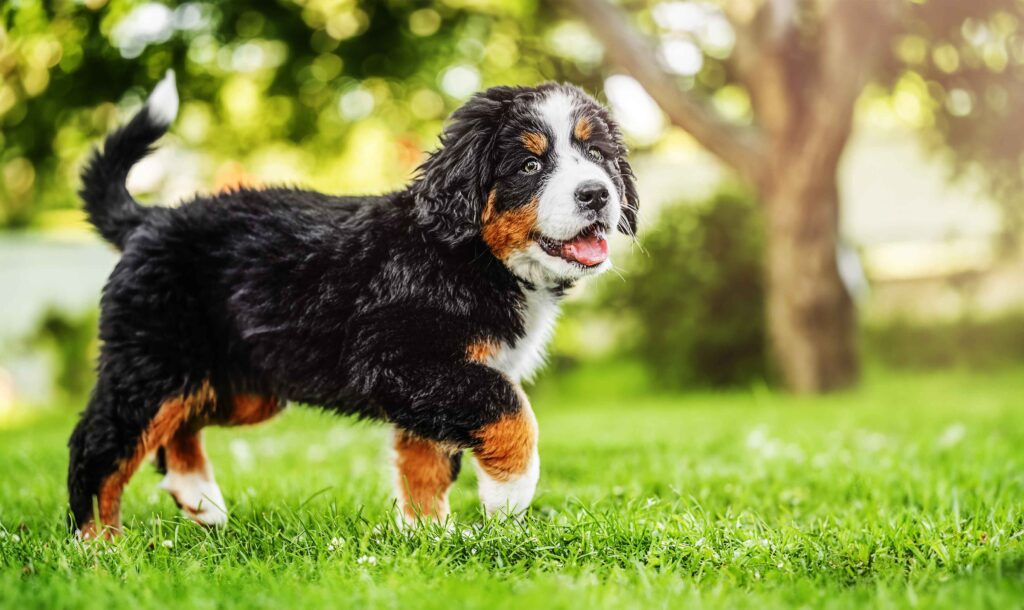 Mini Bernese Mountain Dog Guide