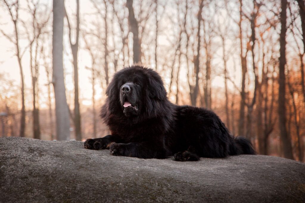 Newfoundland – The Gentle Giant