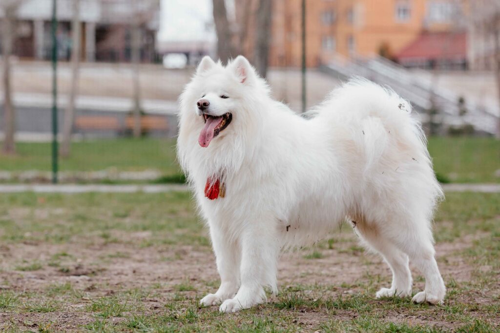 Samoyed – The Smiling Snow Angel