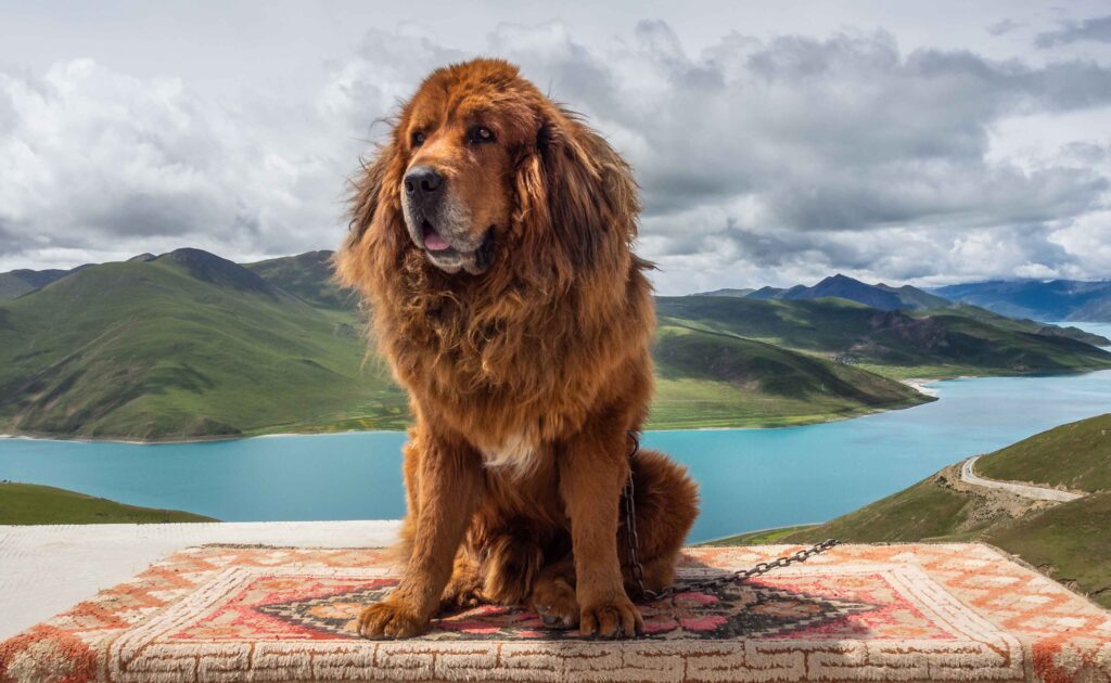Tibetan Mastiff – The Lion Dog