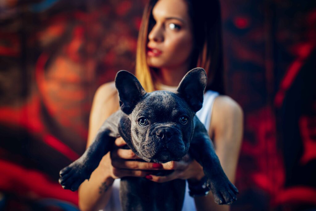 Top 10 Shocking Facts About the Blue French Bulldog