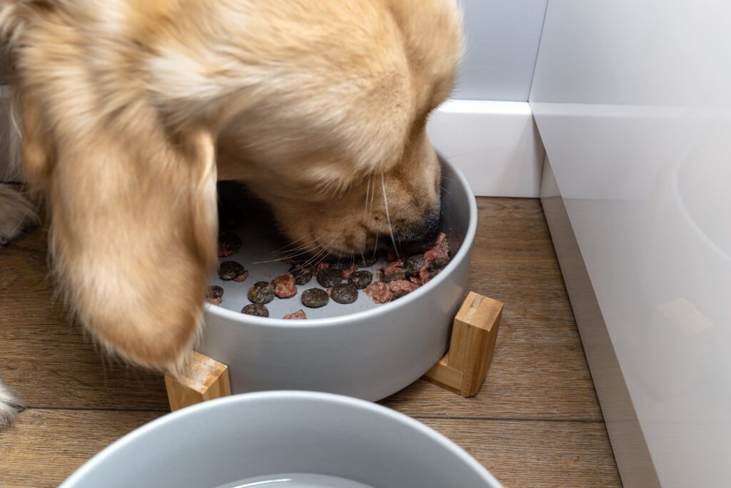 What Is Chicken Meal in Dog Food