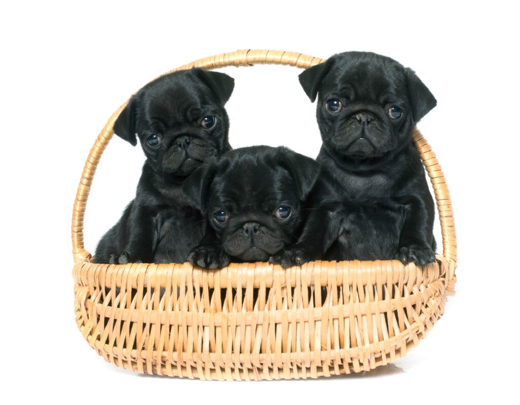 baby pugs image