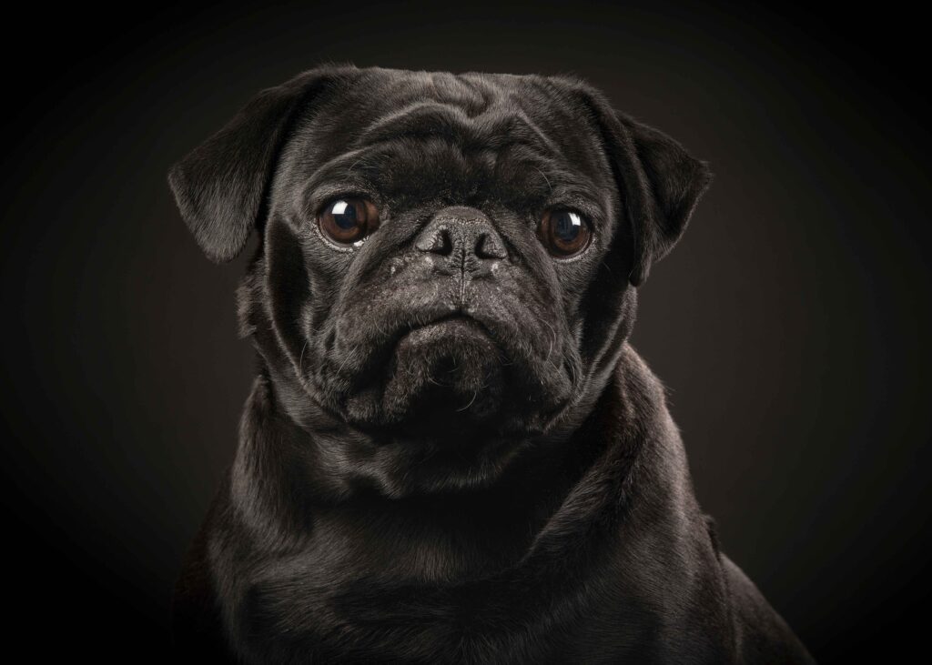 black pug featured image