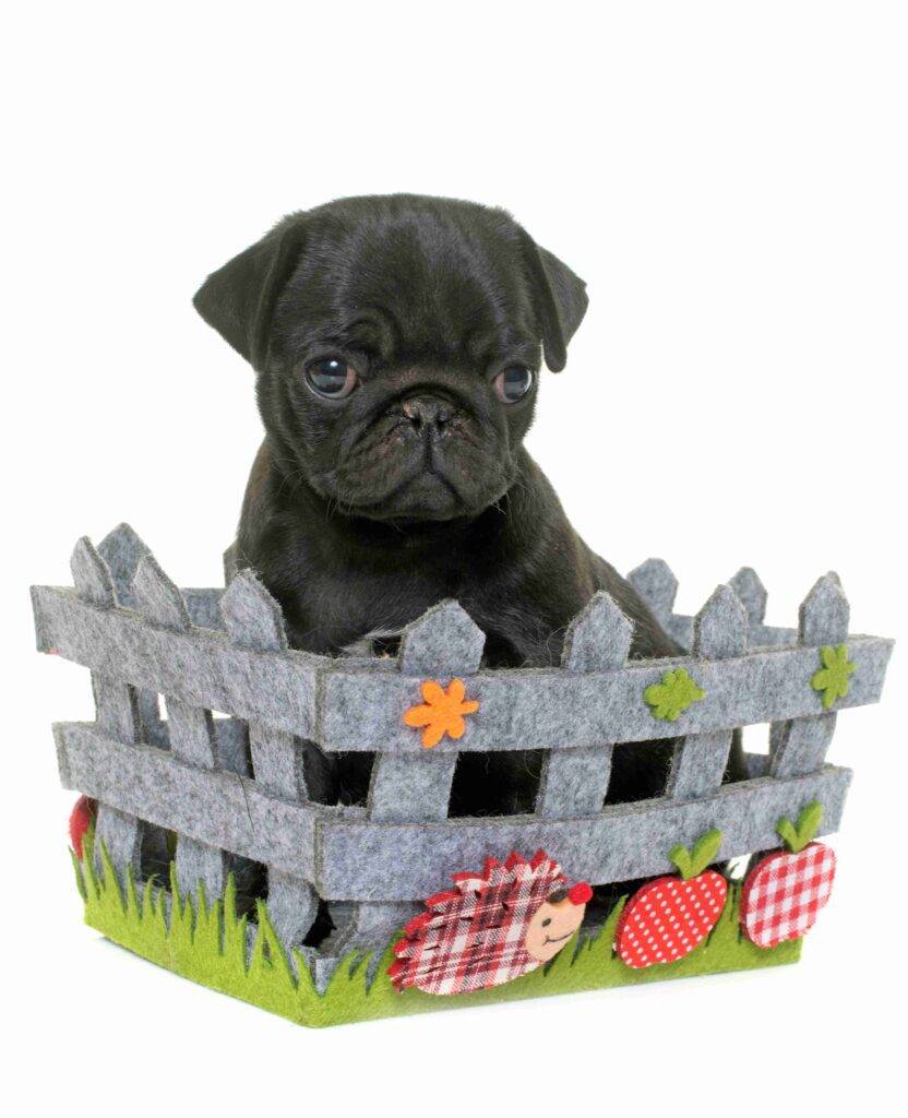 black pug image