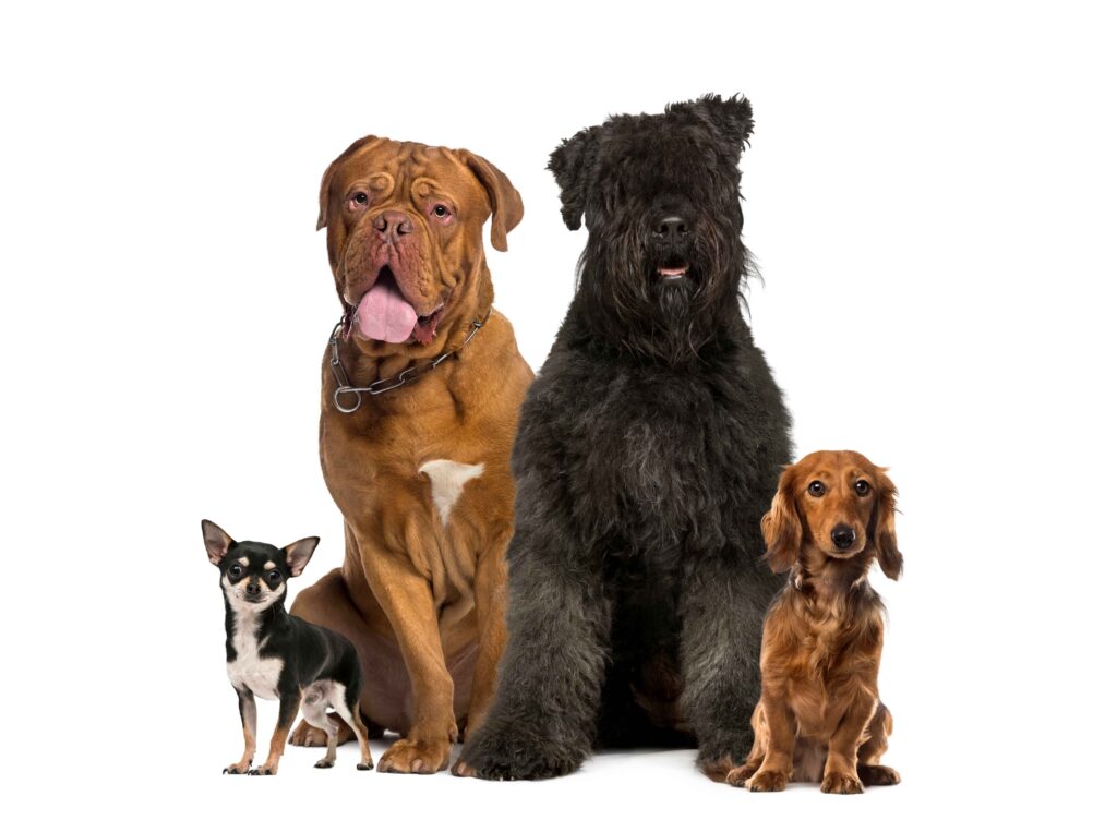 dog size comparison