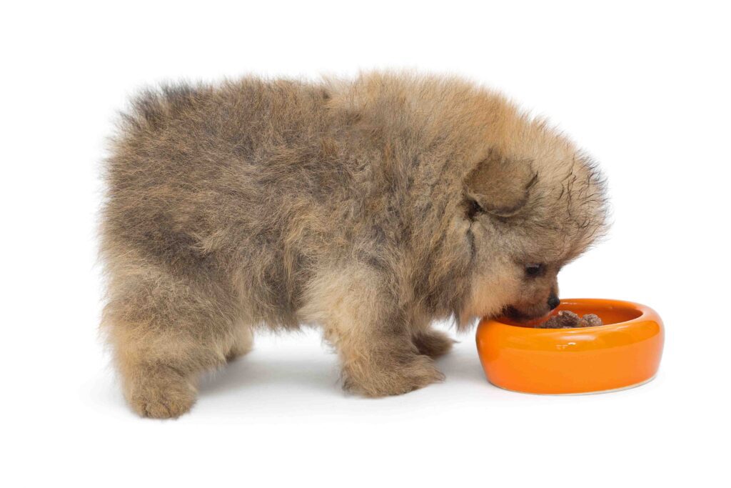 fluffy puppy