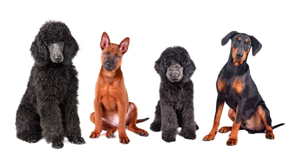 four fluffy big breeds